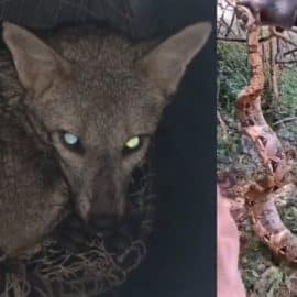 Boa constrictor y zorro cañero fueron rescatados y devueltos a su hábitat