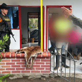 Capturan a presuntos responsables del asesinato de un puma en El Águila, Valle