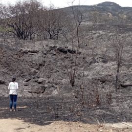 Doloroso balance: Incendio arrasa con la fauna en las montañas de Cali