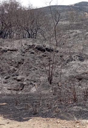 Doloroso balance: Incendio arrasa con la fauna en las montañas de Cali