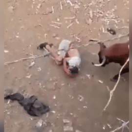 Impactante: Toro embiste a un hombre en corraleja en Sucre