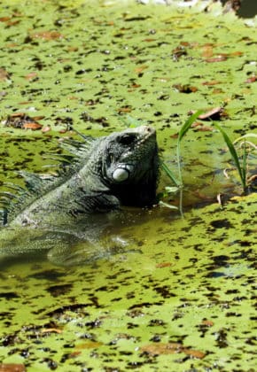 Colombia abre la COP16 presentando el plan de acción para proteger la biodiversidad al 2030