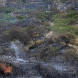 La recuperación de los cerros tras incendio forestal podría tardar más de 20 años