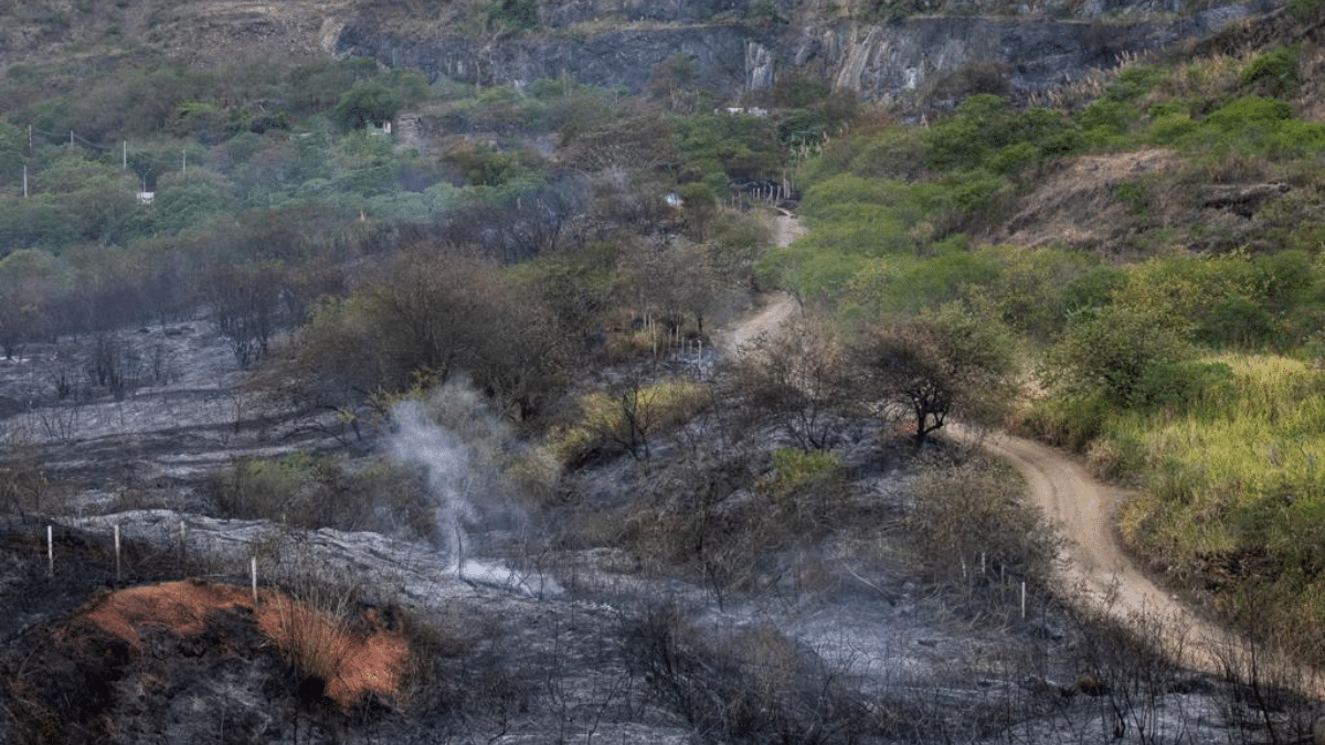 La recuperación de los cerros tras incendio forestal podría tardar más de 20 años