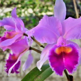 La UAO le apuesta a la preservación de las orquídeas