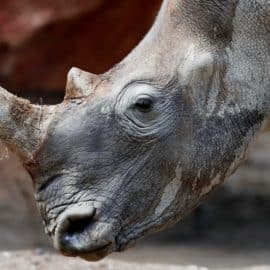 Más de 2.000 rinocerontes blancos en cautiverio serán liberados en diez años
