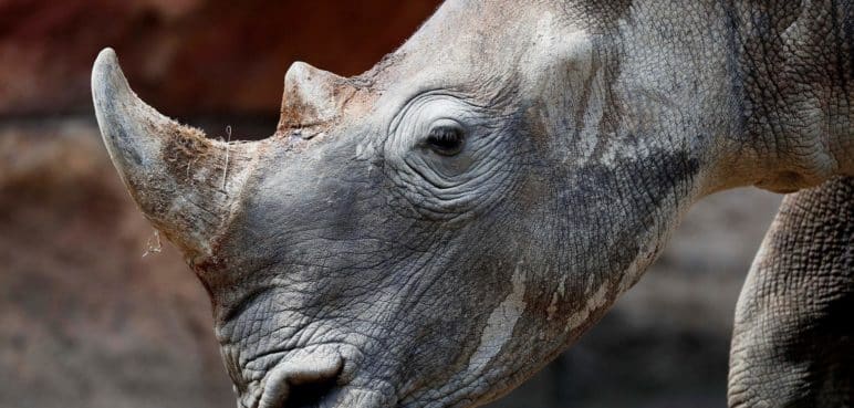 Más de 2.000 rinocerontes blancos en cautiverio serán liberados en diez años