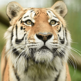 Mila, tigresa en peligro de extinción, murió tras accidente dentro de un zoológico