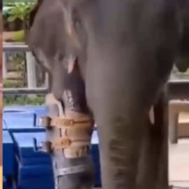 Video: Elefanta que recibió una prótesis tras perder una pata por una mina