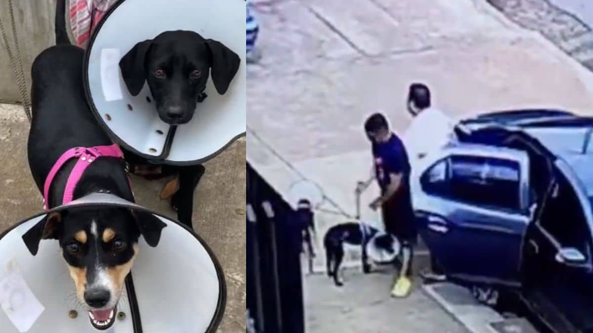 Heroísmo sin límites: Bomberos rescatan a cachorro que fue abandonado en un carro