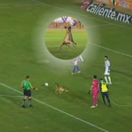 Video: 'Perrito futbolero' se llevó todas las miradas durante partido oficial