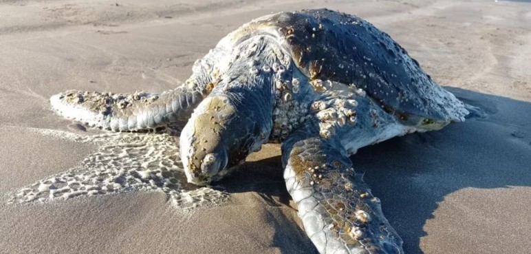 Regresa 'bajo el mar': Una tortuga volvió a su hábitat luego de ser rescatada