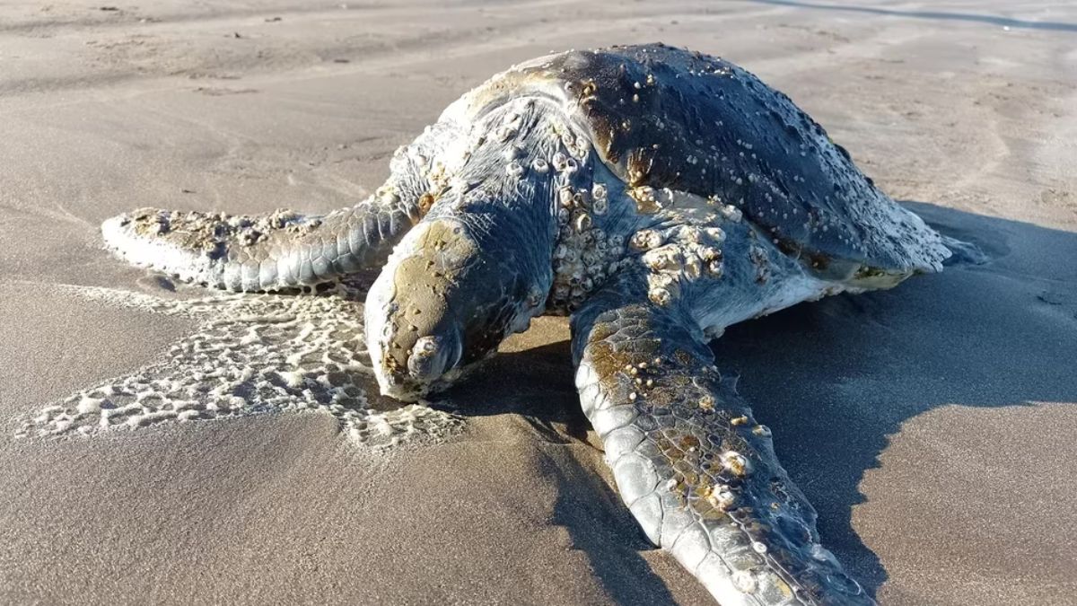 Regresa 'bajo el mar': Una tortuga volvió a su hábitat luego de ser rescatada