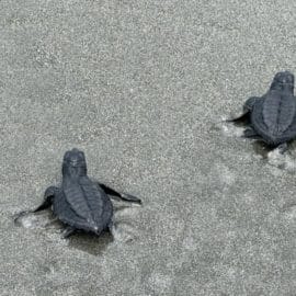 Aletas al agua: 500 tortugas marinas bebés fueron liberadas en el Pacífico