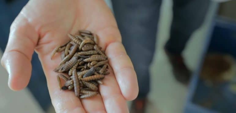 ¿Comería insectos? Esta iniciativa busca reemplazar los alimentos tradicionales