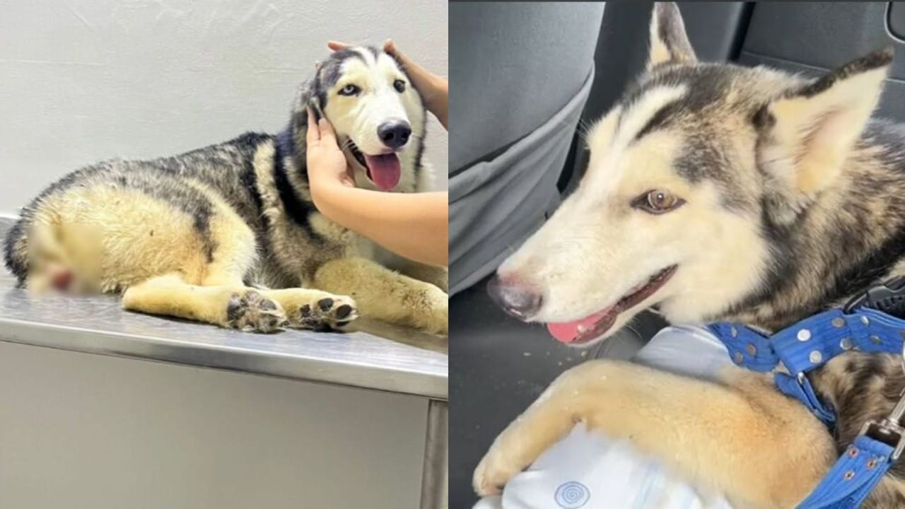 ¿Testigo de maltrato animal? Así puedes hacer la diferencia
