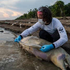 Investigan muerte de 120 delfines en la Amazonía por supuesta biotoxina