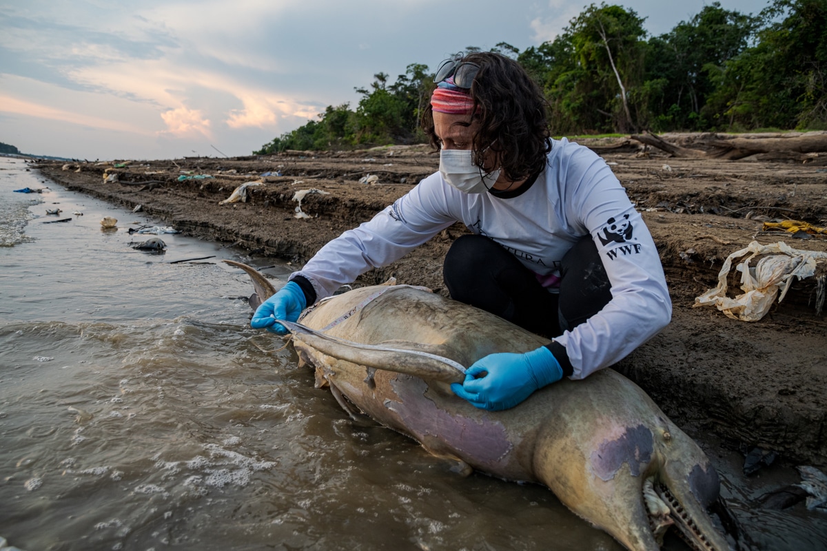 La crisis climática amenaza la vida de los delfines rosados del Amazonas colombiano