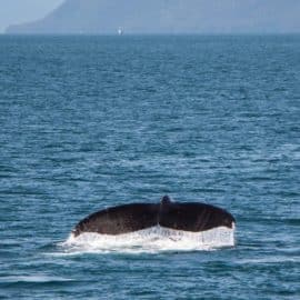 Más de 228 mil personas llegaron a Buenaventura para el avistamiento de ballenas