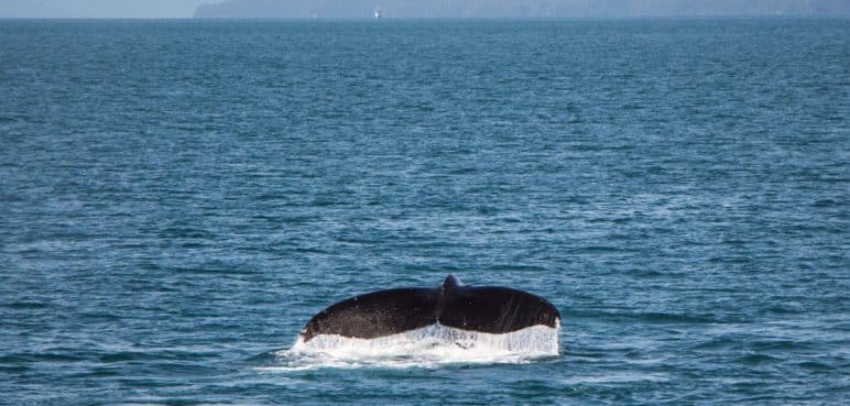 Más de 228 mil personas llegaron a Buenaventura para el avistamiento de ballenas