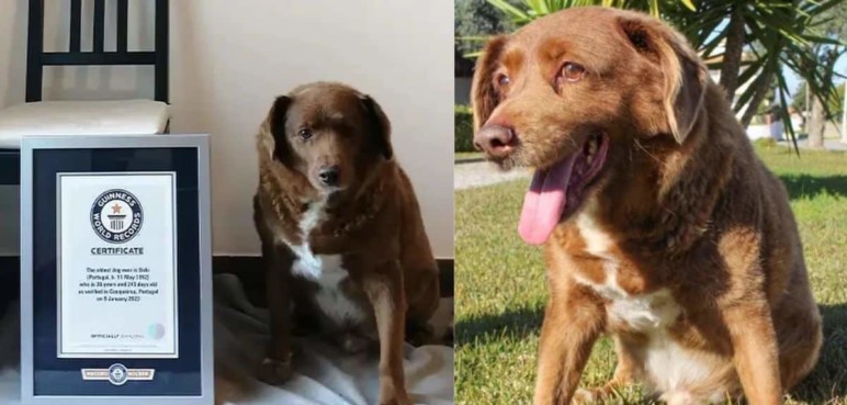 Murió a sus 31 años Bobi, el perro más longevo del mundo