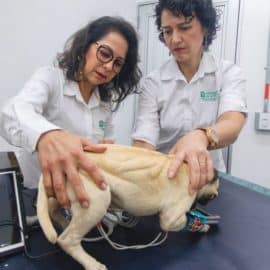Crean el primer perro robot en Colombia con cuerpo de otro fallecido