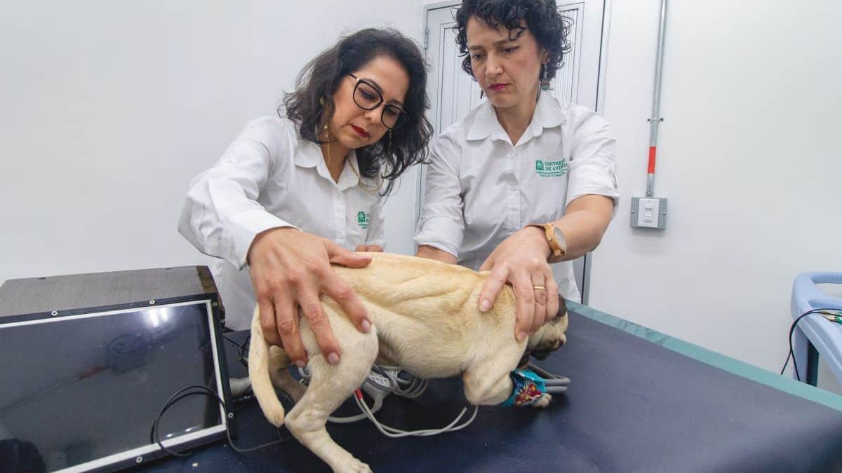 Crean el primer perro robot en Colombia con cuerpo de otro fallecido