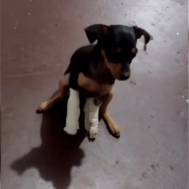 Video: Indefensa perrita fue víctima de acto de crueldad en Bucaramanga