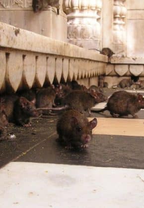 ¿Sabes cómo eliminar las ratas de tu casa sin utilizar veneno? Aquí te lo contamos