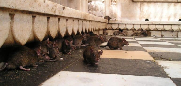 ¿Sabes cómo eliminar las ratas de tu casa sin utilizar veneno? Aquí te lo contamos