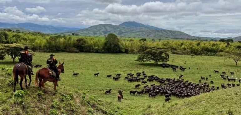 Recuperan 410 búfalos robados en finca de Sevilla, norte del Valle