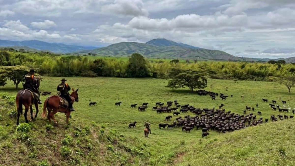 Recuperan 410 búfalos robados en finca de Sevilla, norte del Valle