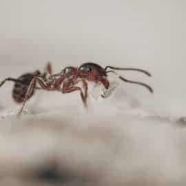 Remedio casero para ahuyentar a las hormigas: Así debe usarlo