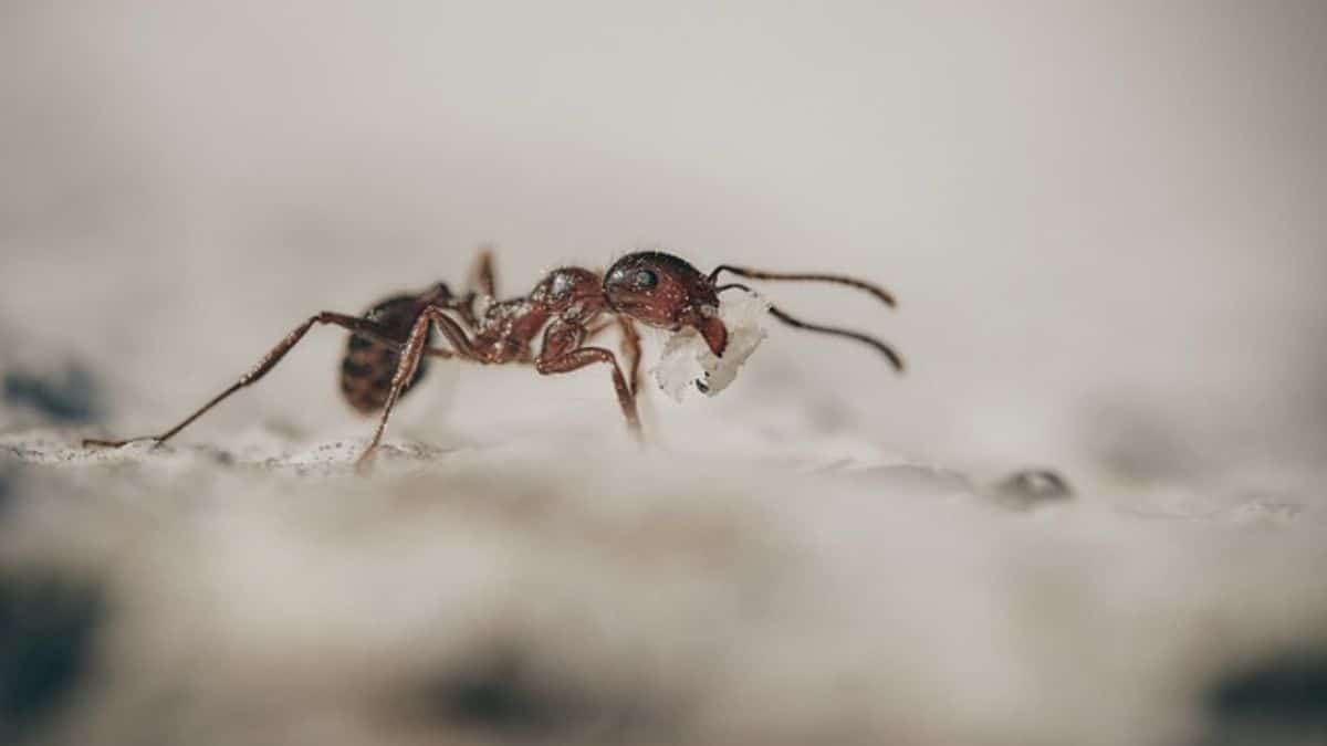 Remedio casero para ahuyentar a las hormigas: Así debe usarlo