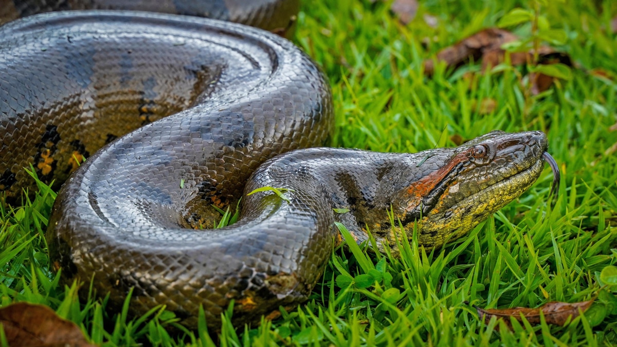 Rescatan una anaconda de cuatro metros en el Meta