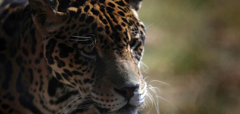 Cámaras registran aumento de jaguares que están en peligro de extinción