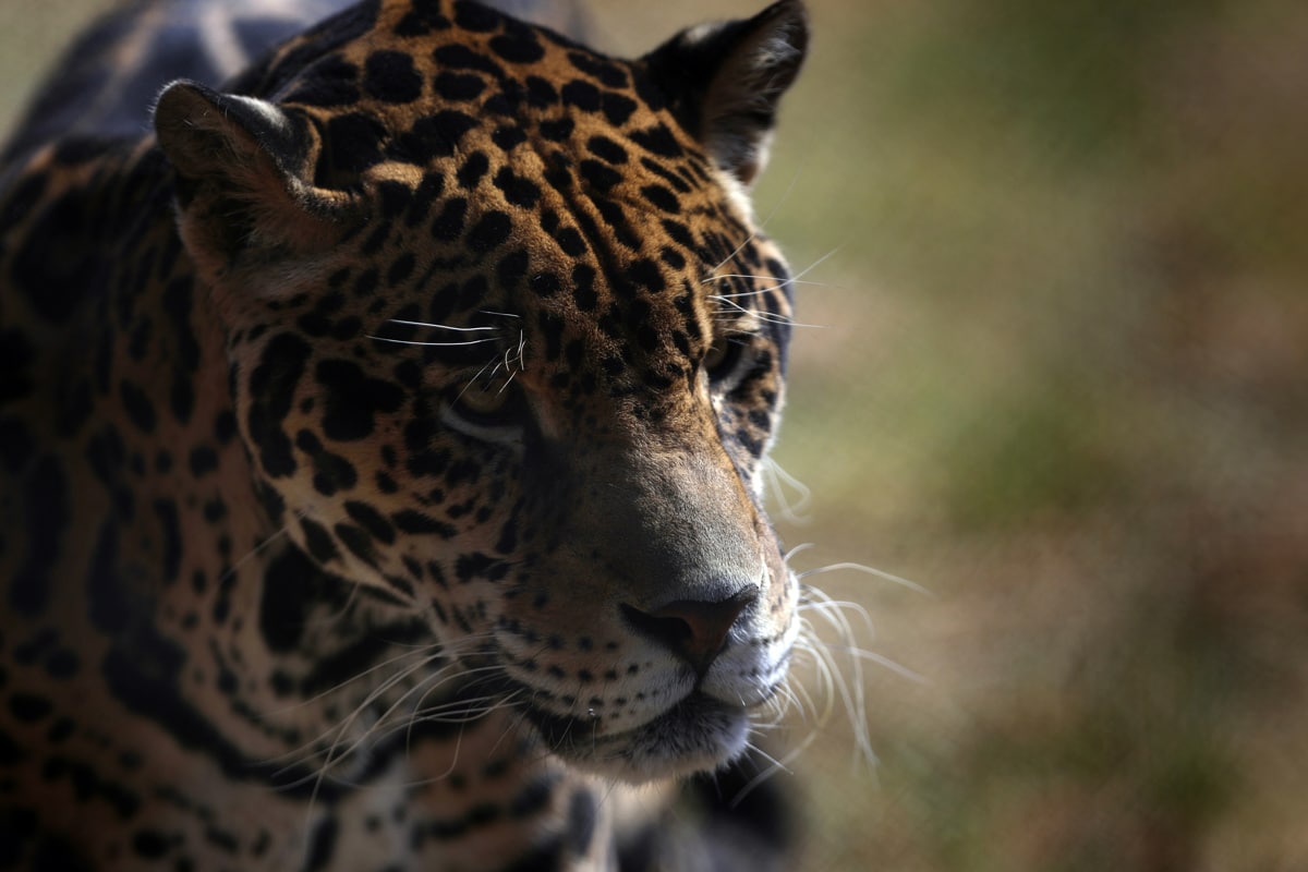 Cámaras registran aumento de jaguares que están en peligro de extinción
