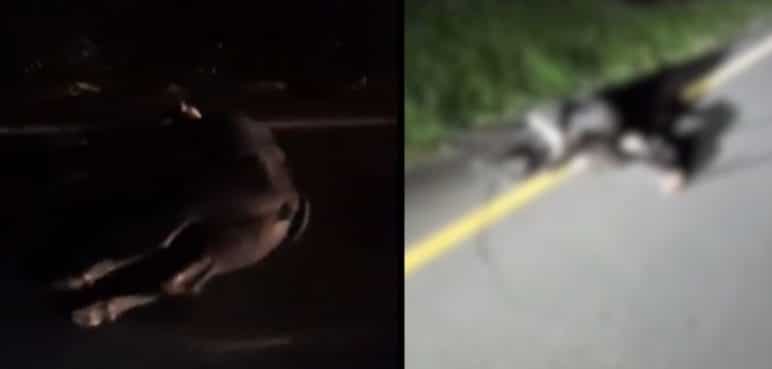 Dos vacas murieron tras ser chocadas por una moto en la vía Buga - Buenaventura