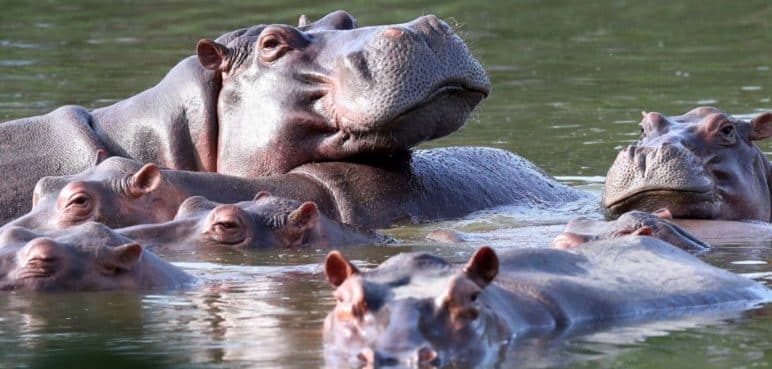 El Gobierno anunció que les aplicará la eutanasia a hipopótamos de Pablo Escobar