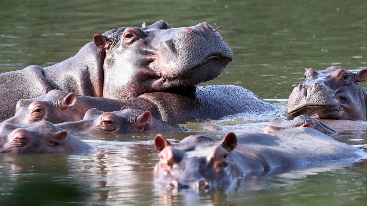 El Gobierno anunció que les aplicará la eutanasia a hipopótamos de Pablo Escobar