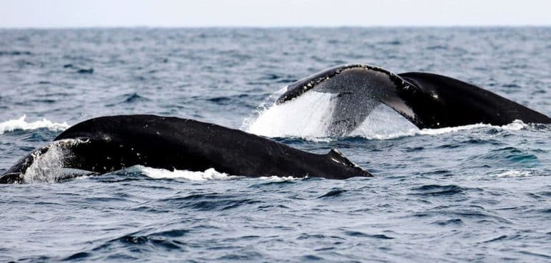Elaboran el primer "atlas de ballenas" para reducir sus colisiones con los buques
