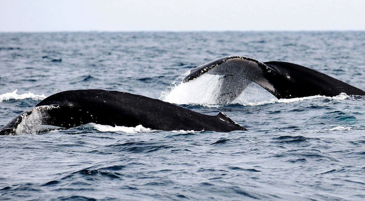 Elaboran el primer "atlas de ballenas" para reducir sus colisiones con los buques