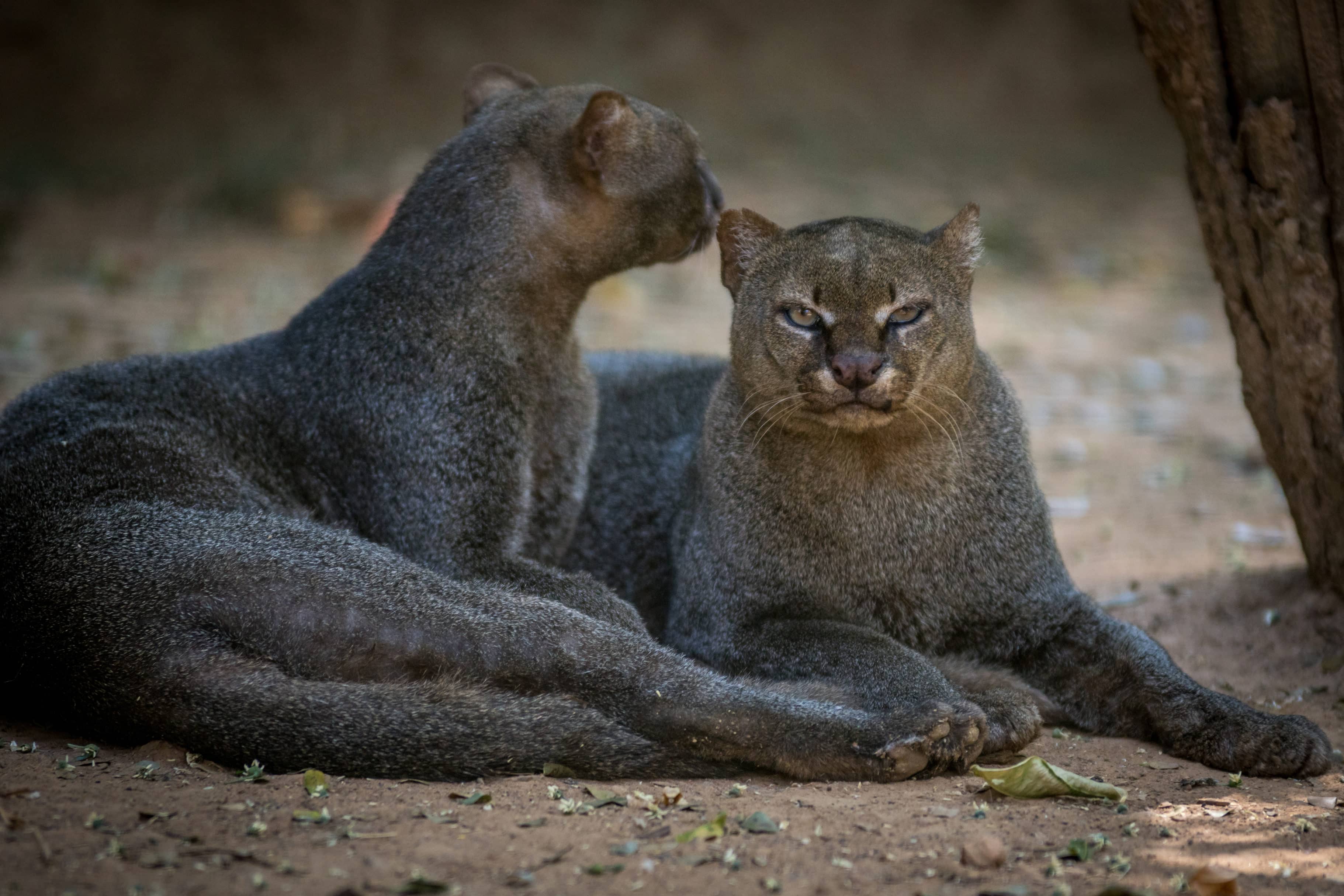 Yaguarundí: El felino oculto que vive en el 'Corazón de Pance'