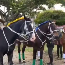 ¡Gracias héroes! Tres caballos cumplieron su tiempo de servicio en la Policía