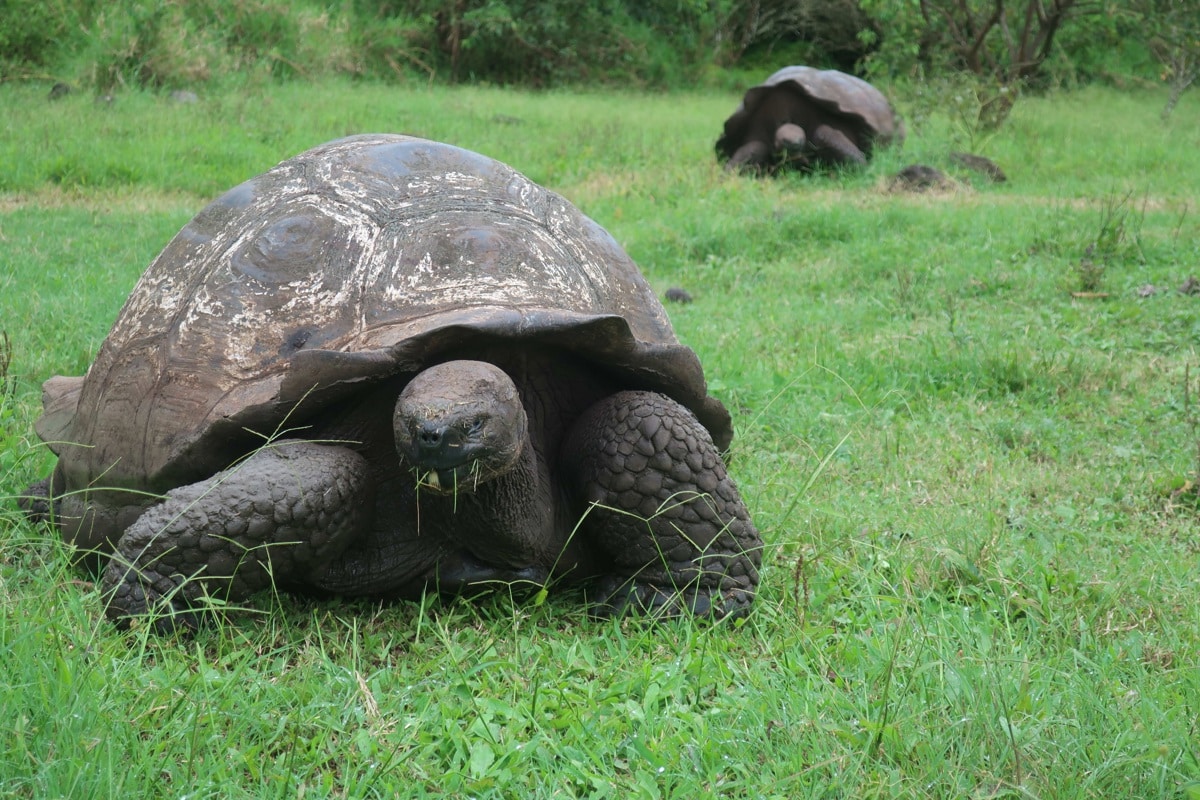 Las tortugas gigantes de las Galápagos están siendo afectadas por el plástico