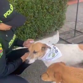 Nueva patrulla animal: 200 perros y gatos ahora hacen parte de la Policía de Cali