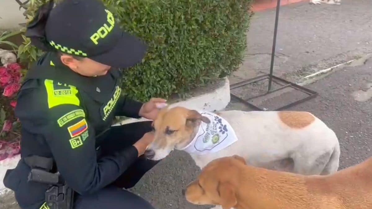 Nueva patrulla animal: 200 perros y gatos ahora hacen parte de la Policía de Cali