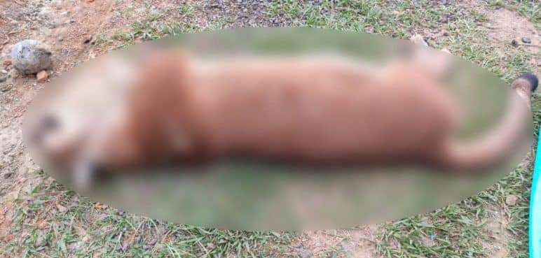 Investigan la muerte de un puma hembra en la zona rural de Yotoco, Valle