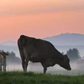 Un nutriente en la carne de vaca y lácteos mejoraría la respuesta inmunitaria al cáncer