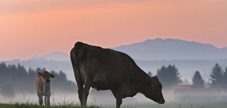 Un nutriente en la carne de vaca y lácteos mejoraría la respuesta inmunitaria al cáncer